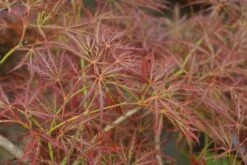 Japanse Esdoorn (Acer Palmatum 'Ornatum') -Planten Verkoopwinkel 20121003155024 10