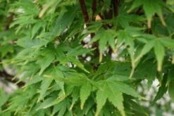 Japanse Esdoorn (Acer Palmatum 'Sangokaku') -Planten Verkoopwinkel 20121003155550 9 1