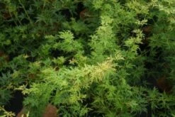 Japanse Esdoorn (Acer Palmatum 'Seiryu') -Planten Verkoopwinkel 20121003155629 6