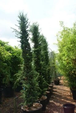Zuilvormige Ceder (Cedrus Libani 'Fastigiata') -Planten Verkoopwinkel 20121003161759 10 1