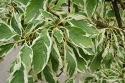 Reuzenkornoelje (Cornus Controversa 'Variegata') -Planten Verkoopwinkel 20121003162215 7