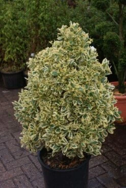 Kardinaalshoed Als Pyramide (Euonymus Japonicus 'Bravo') -Planten Verkoopwinkel 20121003163723 3