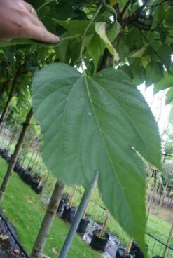 Dakmoerbei (Morus Alba 'Macrophylla') -Planten Verkoopwinkel 20121009162133 9