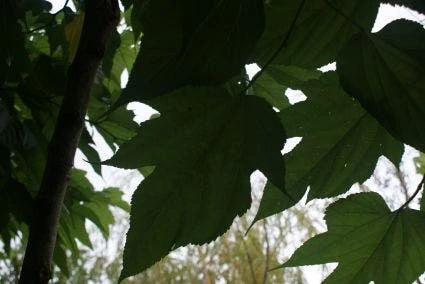 Dakmoerbei (Morus Alba 'Macrophylla') 4 Dakmoerbei (Morus Alba 'Macrophylla') - Afbeelding 4