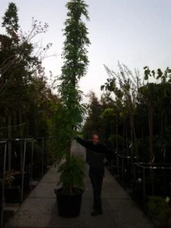 Blauwe Regen (Wisteria Sinensis) -Planten Verkoopwinkel 20121012085312 13