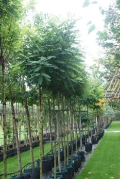 Bolacacia (Robinia Pseudoacacia 'Umbraculifera') -Planten Verkoopwinkel 20121016132039 24 2