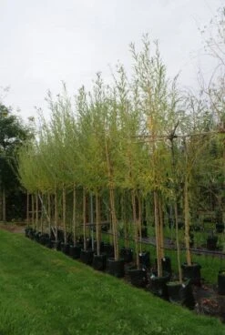 Knotwilg (Salix Alba) -Planten Verkoopwinkel 20121016132723 13 1