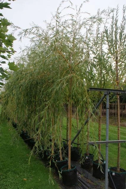 Treurwilg (Salix Sepulcralis 'Chrysocoma') 3 Treurwilg (Salix Sepulcralis 'Chrysocoma') - Afbeelding 3