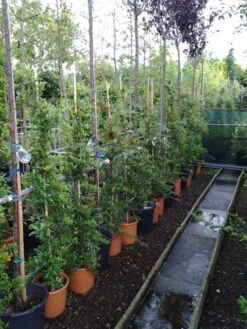 Vuurdoorn (Pyracantha 'Soleil D'Or') -Planten Verkoopwinkel 20121017141100 4 2