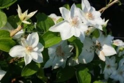 Bosrank (Clematis 'Mrs George Jackman')