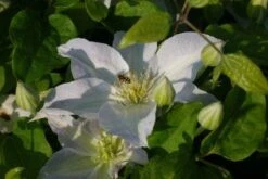Bosrank (Clematis 'Yukikomachi') -Planten Verkoopwinkel 20121017162704 1