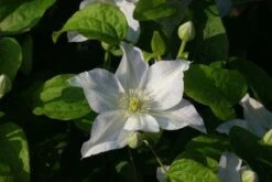 Bosrank (Clematis 'Yukikomachi') -Planten Verkoopwinkel 20121017162743 1 2