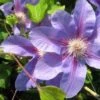 Bosrank (Clematis 'Etoile De Malicorne') -Planten Verkoopwinkel 20121030154418 1 2