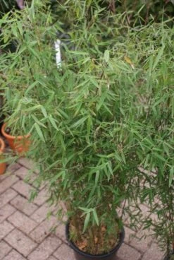 Niet Woekerende Bamboe (Fargesia 'Jiuzhaigou') -Planten Verkoopwinkel 20121113150728 4 1