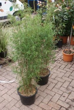 Niet Woekerende Bamboe (Fargesia 'Jiuzhaigou') -Planten Verkoopwinkel 20121113150857 4