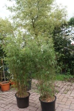 Niet Woekerende Bamboe (Fargesia 'Jiuzhaigou') -Planten Verkoopwinkel 20121113150912 4 1