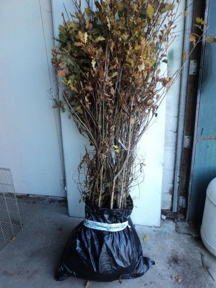 Zomereik, Bosplantsoen (Quercus Robur) 1 Zomereik, Bosplantsoen (Quercus Robur)