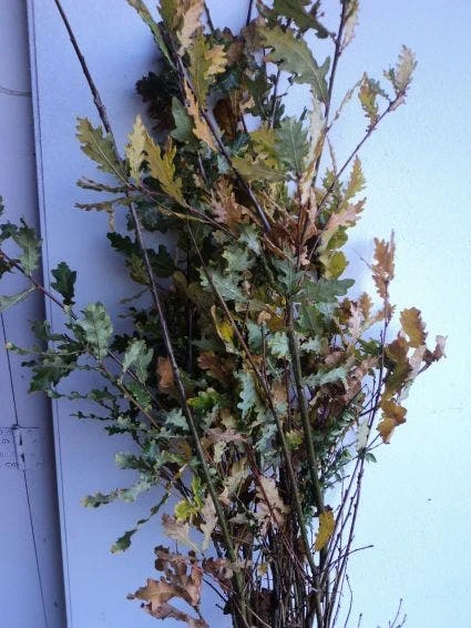 Zomereik, Bosplantsoen (Quercus Robur) 2 Zomereik, Bosplantsoen (Quercus Robur) - Afbeelding 2