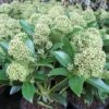 Skimmia (Skimmia Japonica 'Fragrant Cloud') -Planten Verkoopwinkel 20121121145151 2