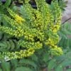 Mahoniestruik (Mahonia Media 'Charity') -Planten Verkoopwinkel 20121121145708 3