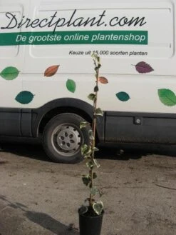 Kaukasische Klimop (Hedera Colchica 'Dentata Variegata') 7 Kaukasische Klimop (Hedera Colchica 'Dentata Variegata') -Planten Verkoopwinkel 20121121150304 6 1