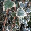 Kaukasische Klimop (Hedera Colchica 'Dentata Variegata') -Planten Verkoopwinkel 20121121150412 6 1