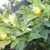 Kumquat (Citrus Kumquat) -Planten Verkoopwinkel 20121201150254 7