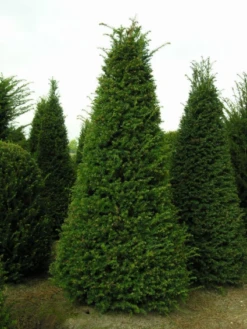 Taxus Als Pyramide (Taxus Baccata) -Planten Verkoopwinkel 20121203113006 5 1
