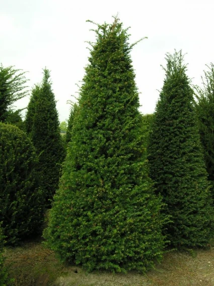 Taxus Als Pyramide (Taxus Baccata) 2 Taxus Als Pyramide (Taxus Baccata) - Afbeelding 2