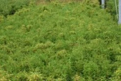 Niet Woekerende Bamboe (Fargesia Murieliae 'Simba') -Planten Verkoopwinkel 20121229102434 6