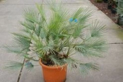 Dwergpalm (Chamaerops Humilis 'Cerifera') -Planten Verkoopwinkel 20121229150623 2 2