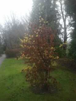 Toverhazelaar (Hamamelis Intermedia 'Arnold Promise') 15 Toverhazelaar (Hamamelis Intermedia 'Arnold Promise') -Planten Verkoopwinkel 20130113135921 6