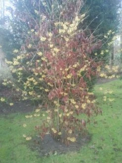 Toverhazelaar (Hamamelis Mollis) -Planten Verkoopwinkel 20130113140034 40 8 1