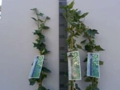 Klimop In Boogvorm (Hedera Hibernica) -Planten Verkoopwinkel 20130120142024 1 2