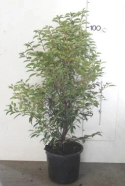 Portugese Laurier, Piramide (Prunus Lusitanica ) 6 Portugese Laurier, Piramide (Prunus Lusitanica ) -Planten Verkoopwinkel 20130120154147 8