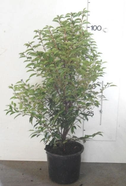 Portugese Laurier, Piramide (Prunus Lusitanica ) 2 Portugese Laurier, Piramide (Prunus Lusitanica ) - Afbeelding 2