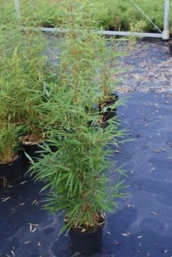 Niet Woekerende Bamboe (Fargesia Robusta) -Planten Verkoopwinkel 20130121115128 5 1