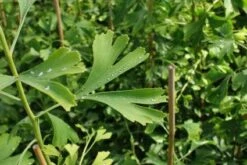 Japanse Notenboom (Ginkgo Biloba) 23 Japanse Notenboom (Ginkgo Biloba) -Planten Verkoopwinkel 20130121120928 10 1