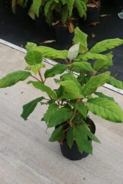 Fluweelhortensia (Hydrangea Aspera 'Macrophylla') -Planten Verkoopwinkel 20130121123911 6
