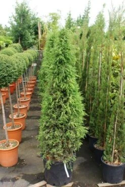 Jeneverbes (Juniperus Communis 'Hibernica') -Planten Verkoopwinkel 20130121125813 7