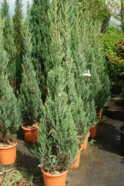 Jeneverbes (Juniperus Scopulorum 'Skyrocket') -Planten Verkoopwinkel 20130121125843 6