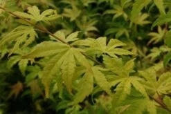 Japanse Esdoorn (Acer Palmatum 'Orange Dream') -Planten Verkoopwinkel 20130121134212 4