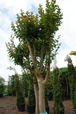 Roze Lagerstroemia Als Boom (Lagerstroemia Indica) -Planten Verkoopwinkel 20130121162344 9 1