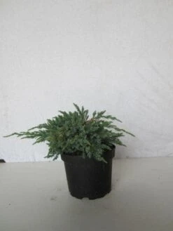 Jeneverbes (Juniperus Squamata 'Blue Carpet') 10 Jeneverbes (Juniperus Squamata 'Blue Carpet') -Planten Verkoopwinkel 20130125154733 4 1