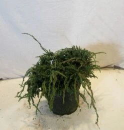 Jeneverbes (Juniperus Squamata 'Blue Carpet') 11 Jeneverbes (Juniperus Squamata 'Blue Carpet') -Planten Verkoopwinkel 20130125154745 4