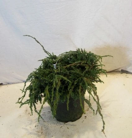 Jeneverbes (Juniperus Squamata 'Blue Carpet') 5 Jeneverbes (Juniperus Squamata 'Blue Carpet') - Afbeelding 5