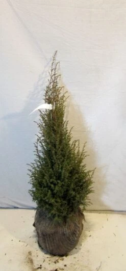 Jeneverbes (Juniperus Communis 'Hibernica') -Planten Verkoopwinkel 20130125161445 7