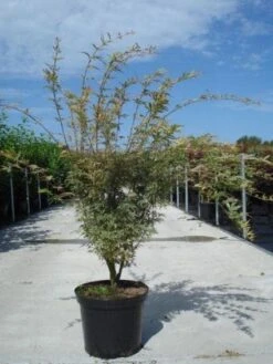 Japanse Esdoorn (Acer Palmatum 'Butterfly') -Planten Verkoopwinkel 20130214100424 8