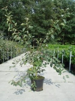 Krentenboom Als Struik (Amelanchier Lamarckii) -Planten Verkoopwinkel 20130214100736 13 2