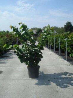 Chinese Judasboom (Cercis Chinensis 'Avondale') -Planten Verkoopwinkel 20130214102822 5 1